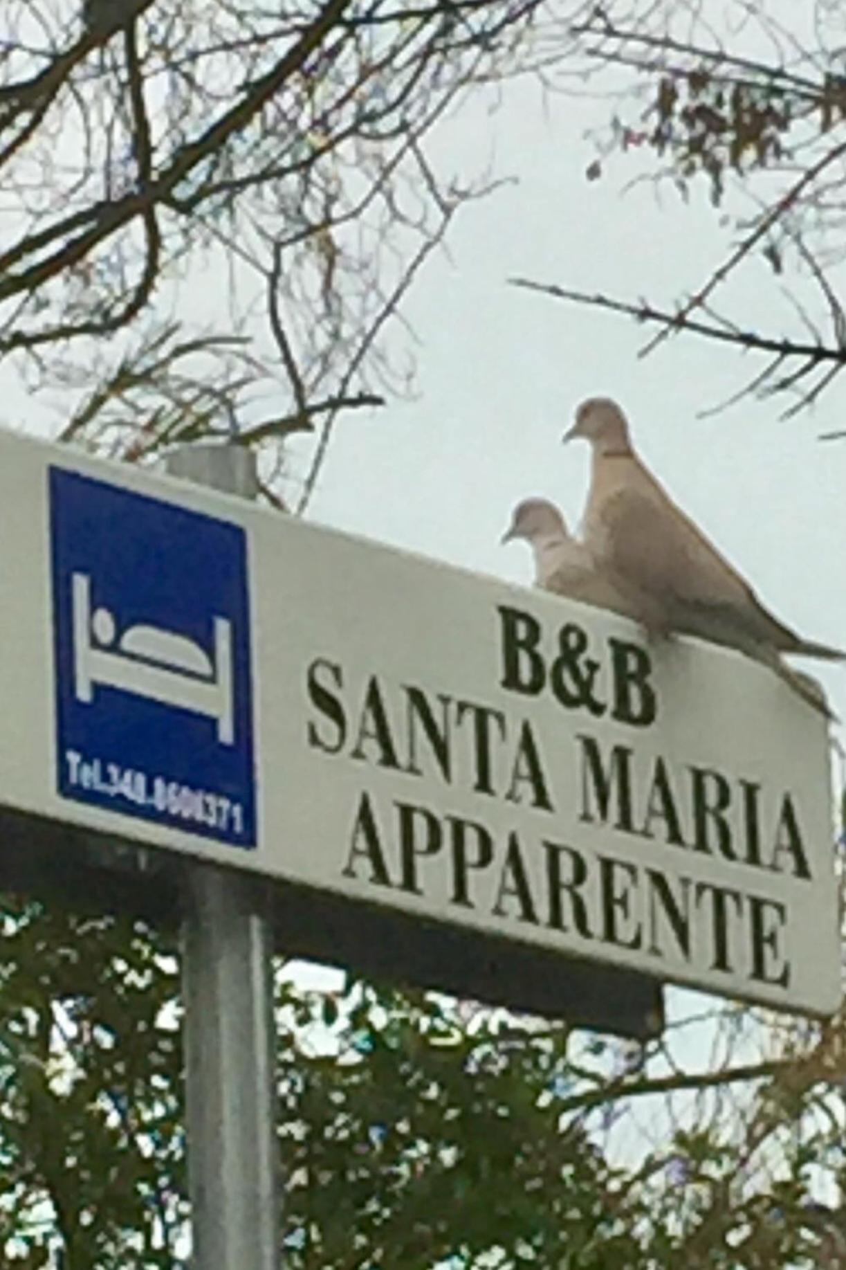Monolocali B&B Santa Maria Apparente 시비타노바 마르셰 외부 사진
